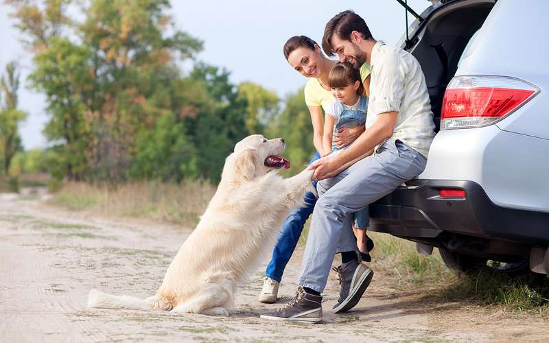 Собака + автомобиль: 4 самых живучих заблуждения