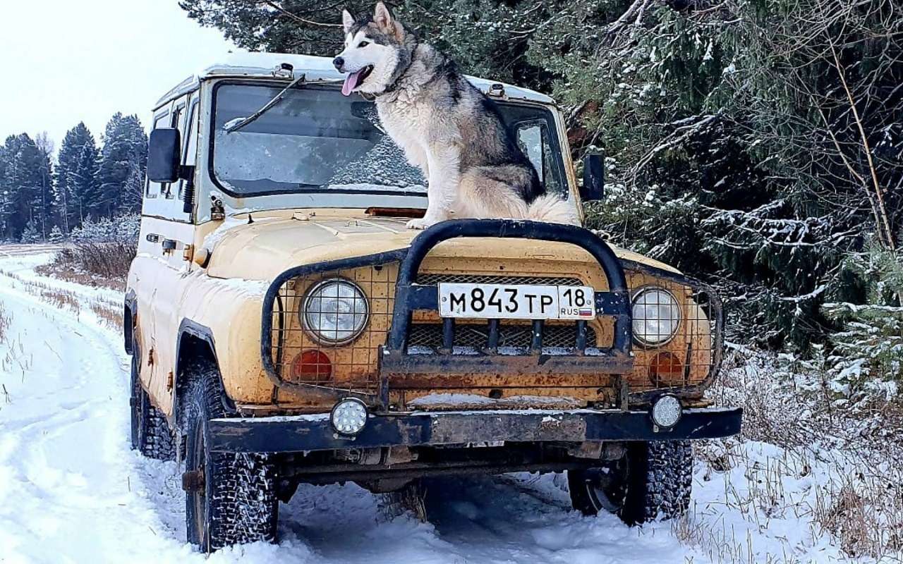 УАЗ объявил перепись собаководов — фото 1222218