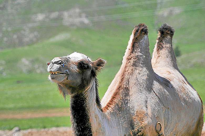 Ученые утверждают, что верблюдов впервые приручили на территории Монголии