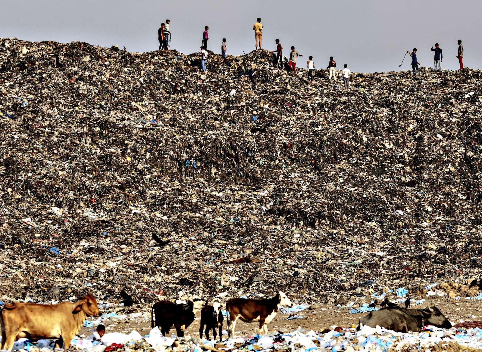 Garbage At The Deonar Landfill Site As Trash Mountain Rising in Mumbai Swamps Modi 21st Century Vision...Boys play as cows graze through garbage at the Deonar landfill site in Mumbai, India, on Wednesday, March 11, 2015. Mumbai is running out of space for its waste, and Deonar, Asia's oldest and largest dumpsite, is bursting. Each day, more than 500 trucks line up along a two-lane dirt road in an eastern suburb, waiting to add to a mountain of refuse tall enough to submerge the White House twice over