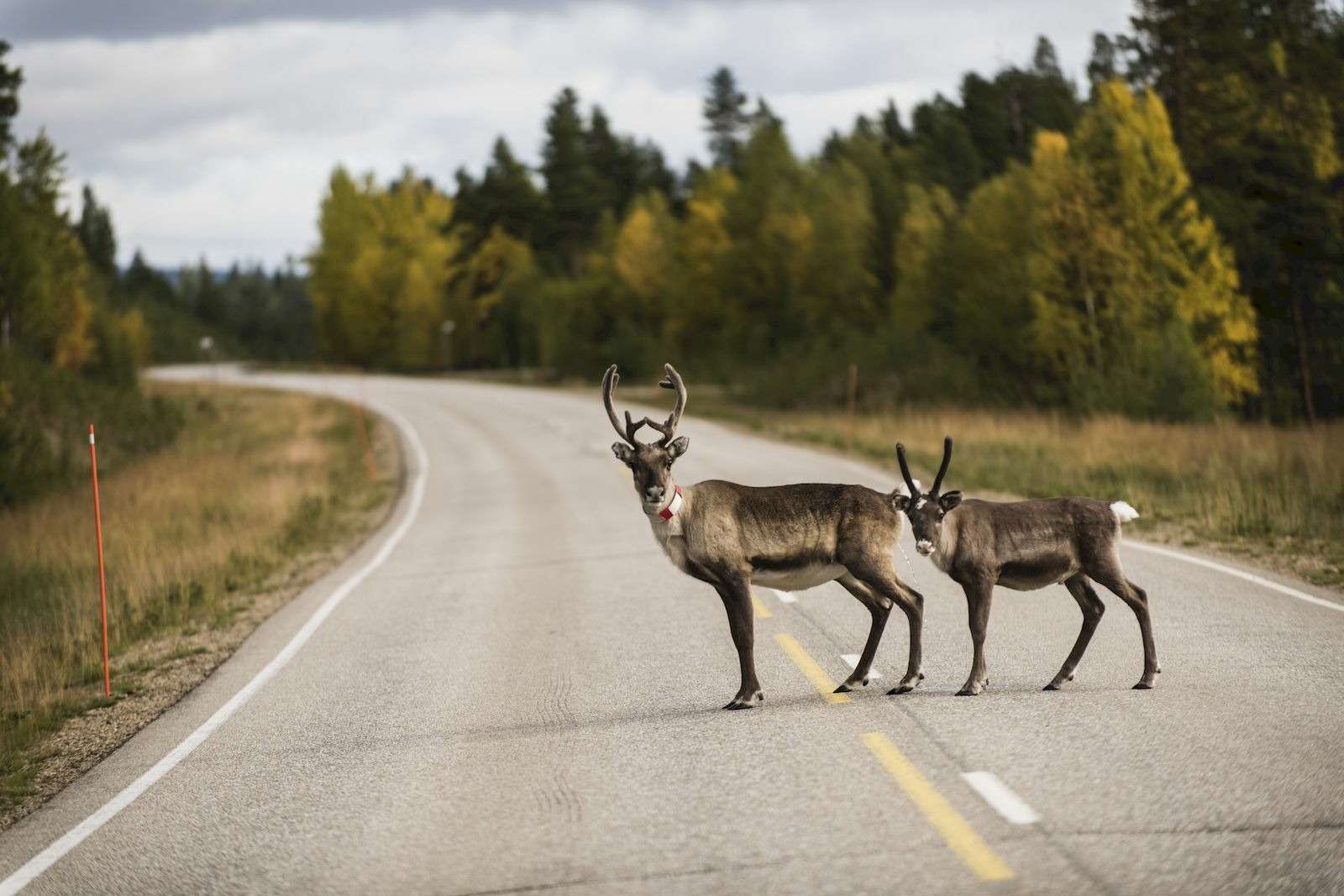 Без оленей, пересекающих дорогу, в Финляндии не обойтись 2_result