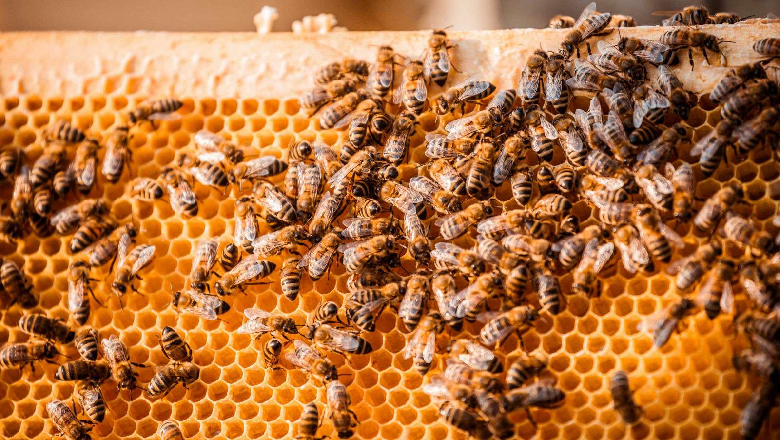 Porsche будет производить мед — ульи и пчелы уже завезены — фото 760121