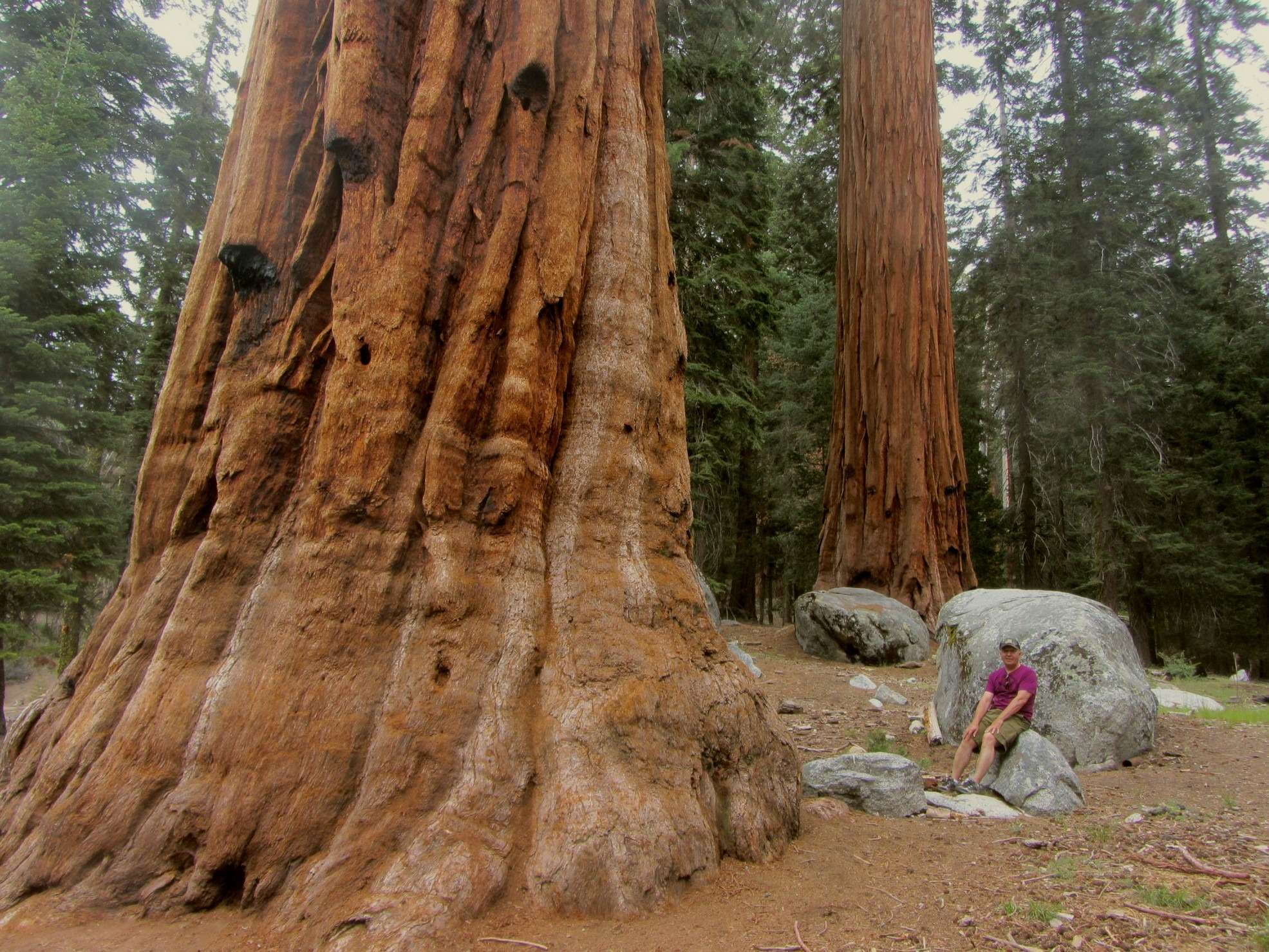 За гигантскими секвойями мы отправились в Секвойя Парк (Sequoia Park). Эти динозавры от флоры - настоящее чудо света. Автор в роще секвой
Толщина коры этих гигантов - два фута (60 см). Эта кора, как шуба, хранит деревья и от морозов, и от пожаров. Иначе как бы они прожили тысячелетия? А еще секвойи обладают удивительным свойством: их древесина не гниет. Однако именно это свойство чуть не погубило великанов. Когда в середине 19-го века белые люди впервые узнали о секвойях, они принялись валить огромные деревья и изготавливать из их древесины обшивку кораблей, фундаменты домов, да и сами дома. Ведь дерево вечное, не гниет! И лишь в 1890 году государство основало национальный заповедник секвой. Все сохранившиеся деревья-великаны были взяты под охрану.
