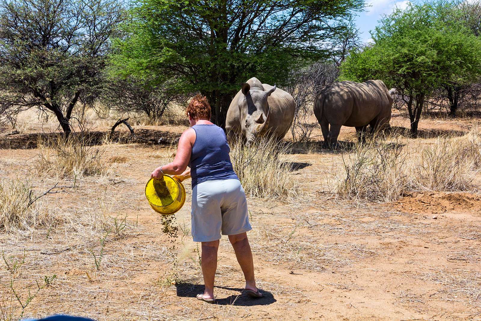 Носороги – вполне мирные животные, особенно если их регулярно подкармливать.