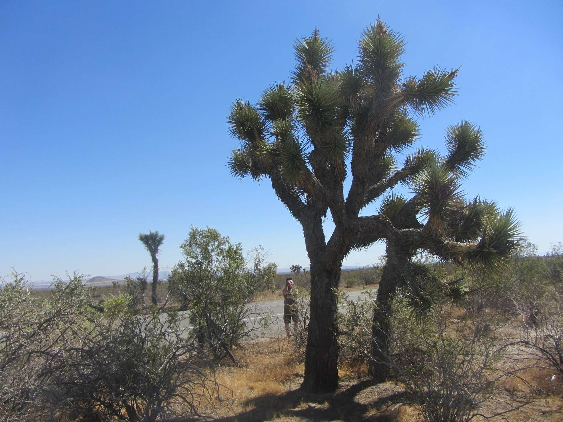 Пустыни встретили нас красивейшими деревьями "джошуа" и жарой в 44 градуса. Если бы мы были там в июле-августе, жара могла достичь и 50 и даже выше.  Я специально сделал остановку, свернув с шоссе, когда увидел на термометре машины "Out 44º", просто чтобы почувствовать, что такое +44. 