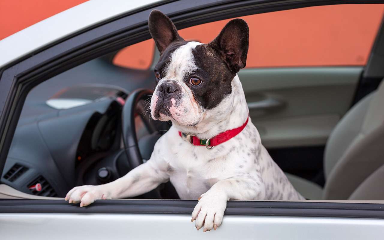 Безопасная перевозка животных в автомобиле: 10 простых правил — фото 978667