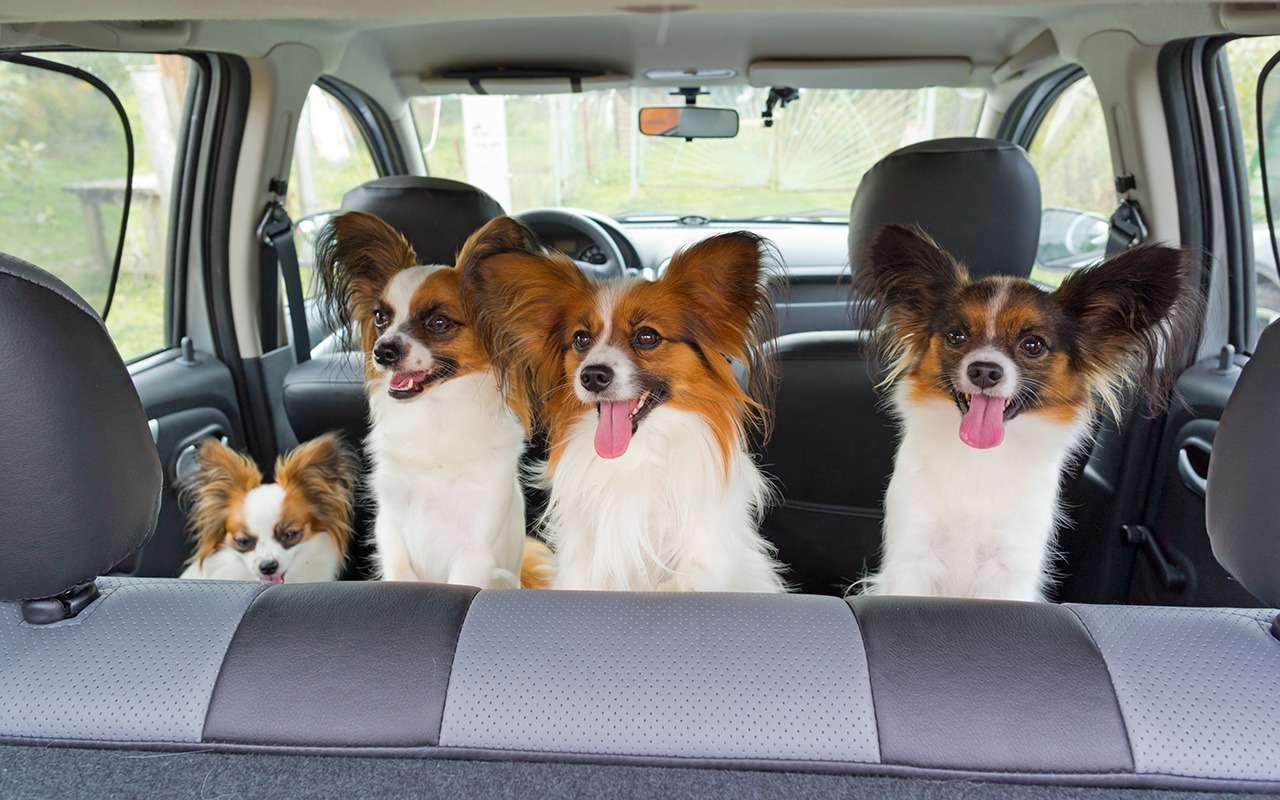 Безопасная перевозка животных в автомобиле: 10 простых правил — фото 978665