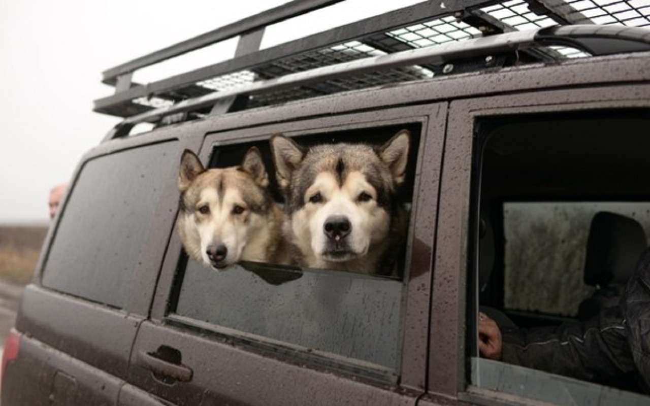 УАЗ объявил перепись собаководов — фото 1222217